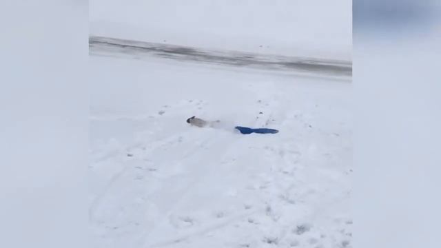 It's A Hard Knock Life Pet Edition