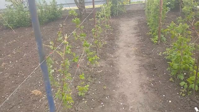 Подвязка малины подвязывателем. смотреть онлайн