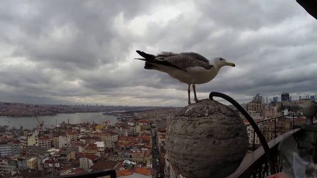 Кормлю бесстрашную чайку с рук на башне Galata Tower в Стамбуле. смотреть онлайн