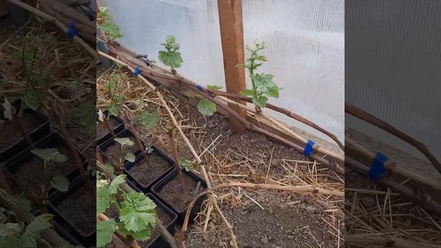 Виноград в Приморском крае! Отличная перезимовка столового винограда на собственных корнях! смотреть онлайн