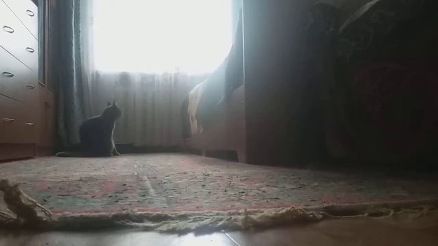 Следим за бешеным котом Кузей смотреть онлайн