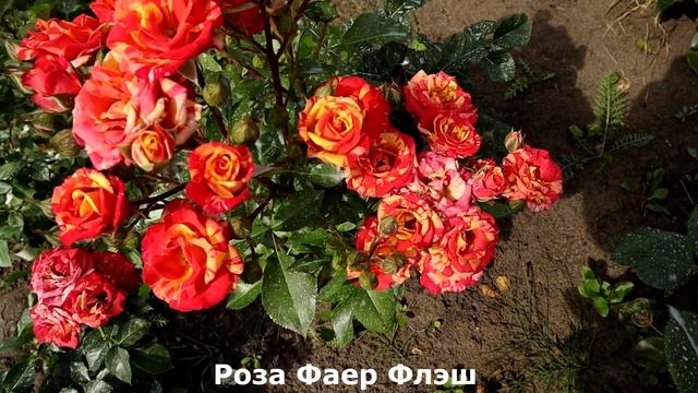 8 РОЗ с самым длительным, буйным цветением! Моя коллекция роз - мини флорибунды! смотреть онлайн