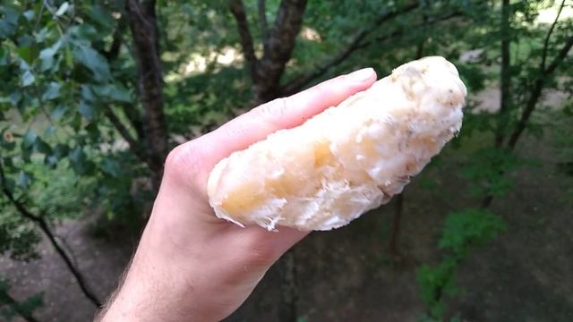 Краб Стригун (Opilio). Конечности. смотреть онлайн