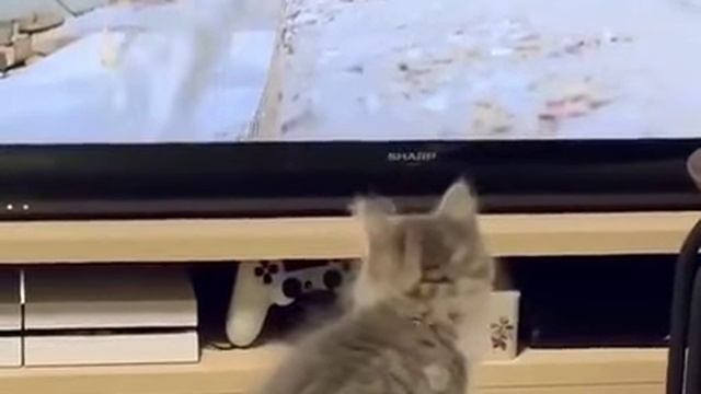 Хочу туда смотреть онлайн