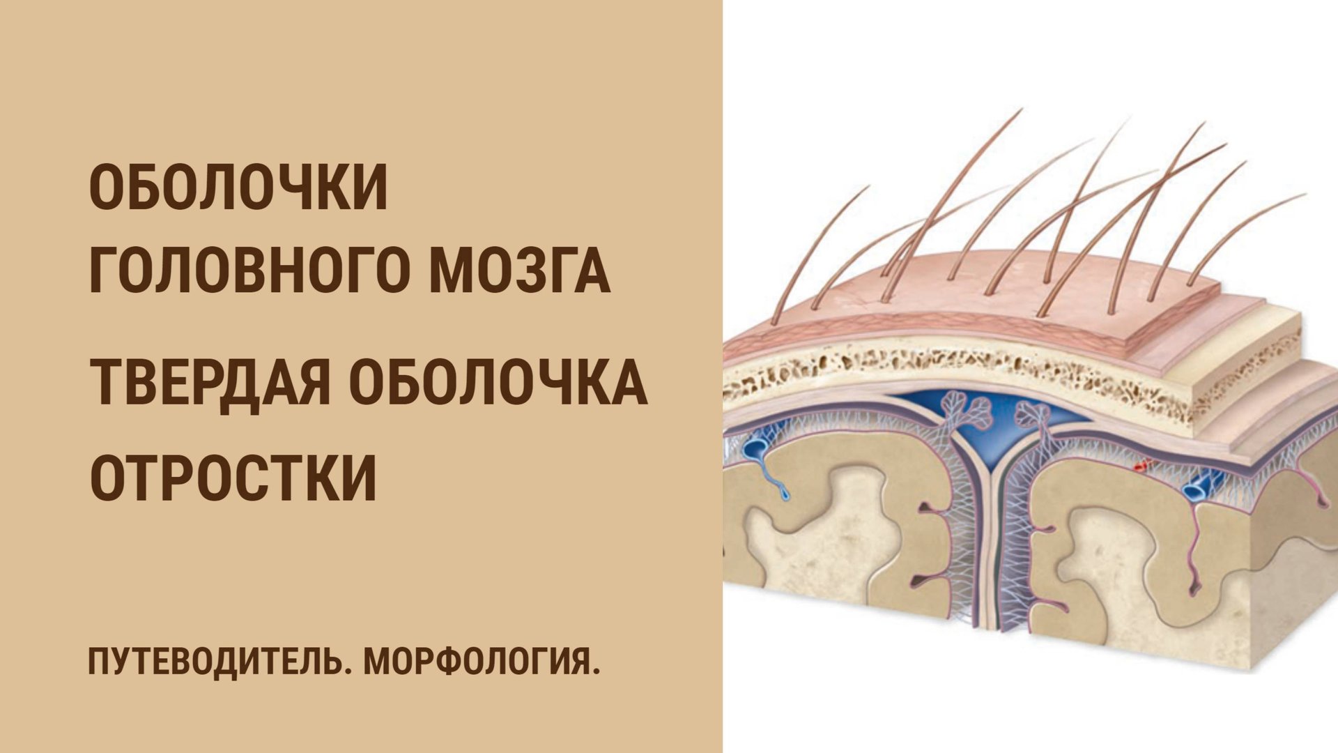 Оболочки головного мозга. Твердая оболочка. Отростки смотреть онлайн