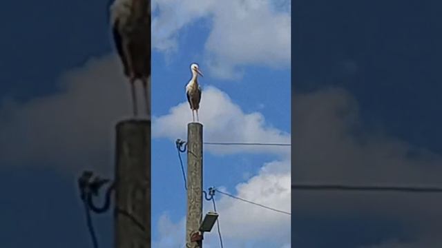 Карелия,Сосновец аист. смотреть онлайн