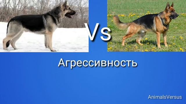 Восточно европейская овчарка против Немецкая овчарка! КТО ПОБЕЖДАЕТ? смотреть онлайн