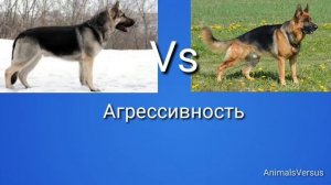 Восточно европейская овчарка против Немецкая овчарка! КТО ПОБЕЖДАЕТ?