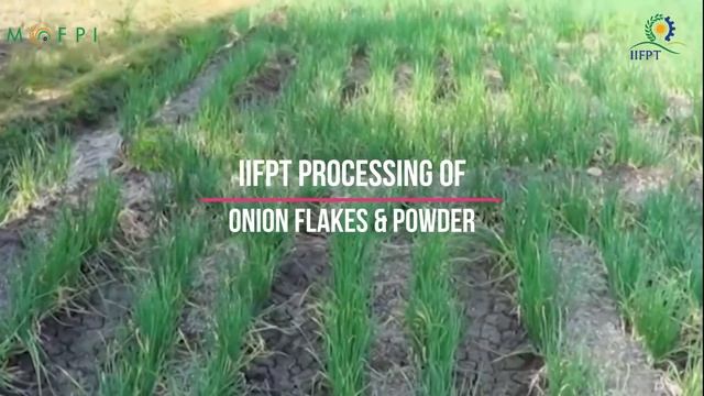 Demonstration Video on Onion Flakes/Powder Processing (under PMFME Scheme) - ENGLISH смотреть онлайн