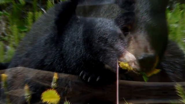Черный медведь (Барибал) - интересные факты смотреть онлайн