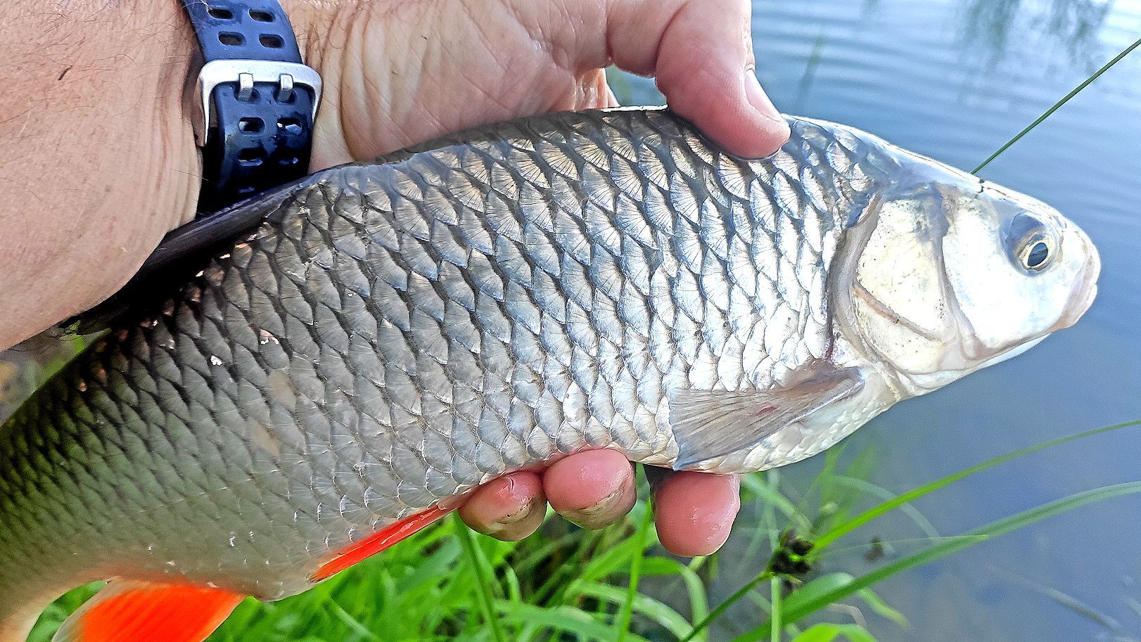 ВЕЧЕРНИЙ ДУПЛЕТ ИЗ ДВУХ ТОРПЕД. Рыбалка на ОКЕ на донные снасти в июле смотреть онлайн