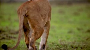 Львы. Все о львах для детей.