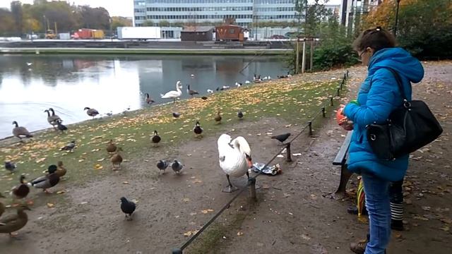 Hofgarten, Düsseldorf смотреть онлайн