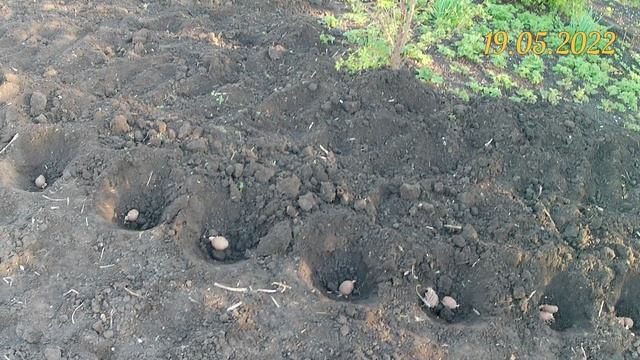 Картофель на биогумусе. Сезон 3. Видео 2. Посадка картофеля с добавлением 0,5 л биогумуса в лунку смотреть онлайн