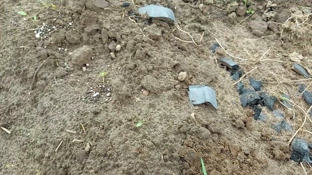 Посадили огород в спешке. Что вырастет без нас и без полива? Уже есть потери ?