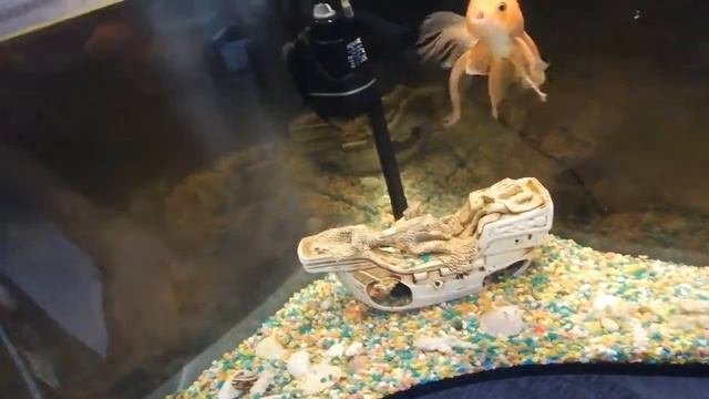 Как кормить ЗОЛОТУЮ РЫБКУ? смотреть онлайн