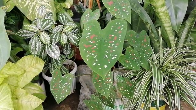 Make Caladium Plant Lucky In 2023