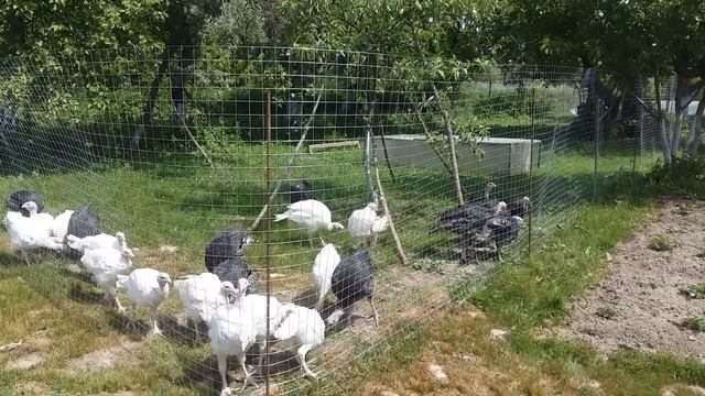 Индюшата Бронза, Биг 6 первая прогулка на новом месте смотреть онлайн