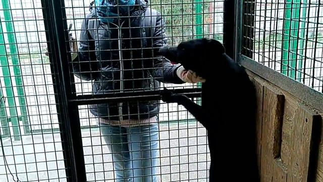 Вивьен Б22, ноябрь2017, Кожуховский приют смотреть онлайн