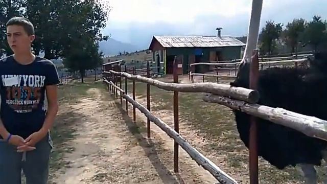 Щраусите от Долна баня смотреть онлайн