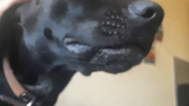 Chibo Black Dog не известная порода собак горный Абхазия в Петербург жил был пес музей пса