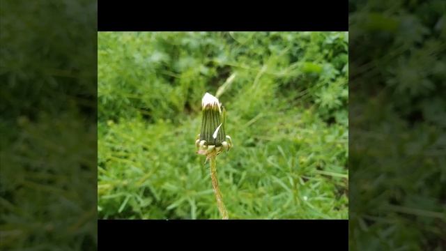 Весна. Все расцветает. Очень красивое видео смотреть онлайн
