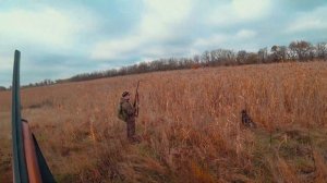 Охота на Фазана с Собакой. Ходовая Охота c Молодым Дратхааром. Pheasant Hunting. ENG SUB