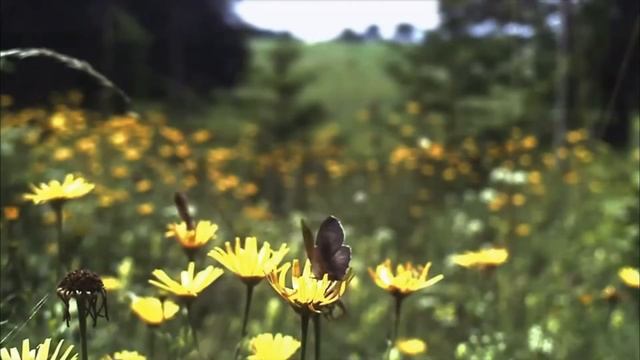 Романс Лиды из мюзикла "Свадьба Кречинского". Елена Бажанова. смотреть онлайн