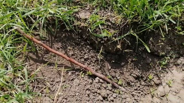 Высаживаю инжир в открытый грунт. Надеюсь холода закончились. 13.05.21 смотреть онлайн