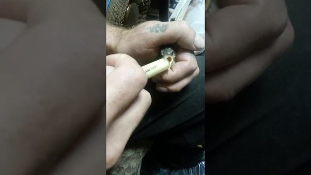 Кормление воробушка смотреть онлайн