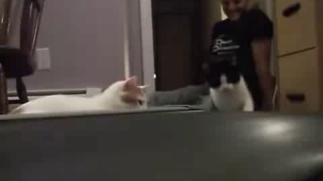 Коты и беговая дорожка смотреть онлайн