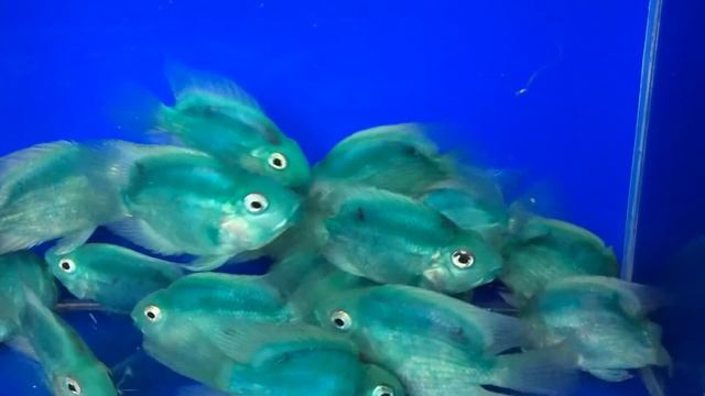 Цихлида попугай зелёный (Cichlasoma hibrid) Green Blood Parrot продажа оптом смотреть онлайн