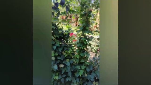 Поездка в Казань [Татарстан].Лето 2021 смотреть онлайн