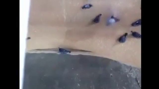 Хлеб с голубями.Казанский хлебозавод смотреть онлайн