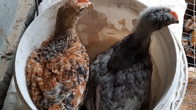 Лучший цветной бройлер, мясо-яичный кросс// Вес 1 месяц// Самая тяжёлая порода кур смотреть онлайн