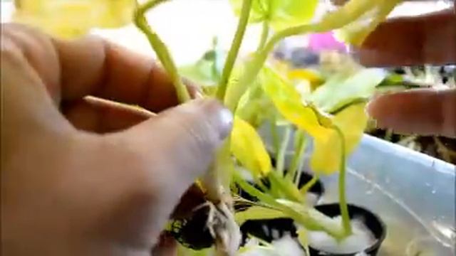How to prep swords for planting смотреть онлайн