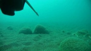 Подводная охота в Абхазии#Пицунда#Долгожданный Горбыль