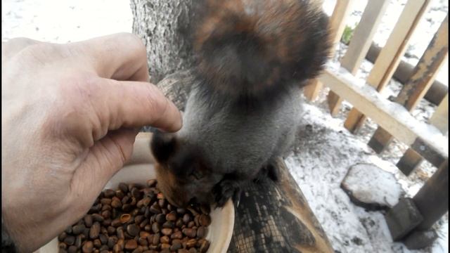 Знакомство с белками смотреть онлайн