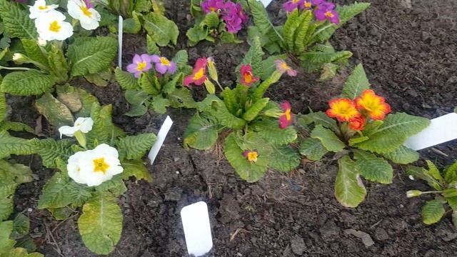 Внимание ! Семена примулы махровой - обман . Primula . смотреть онлайн