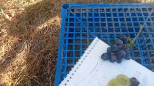 виноград к-ш.  Ютал 2023р. наскільки хороший цей виноград