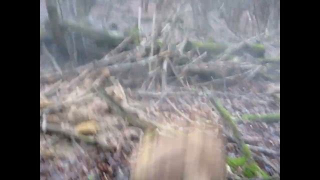 Дождевик Гигантский, а как он пылит? смотреть онлайн