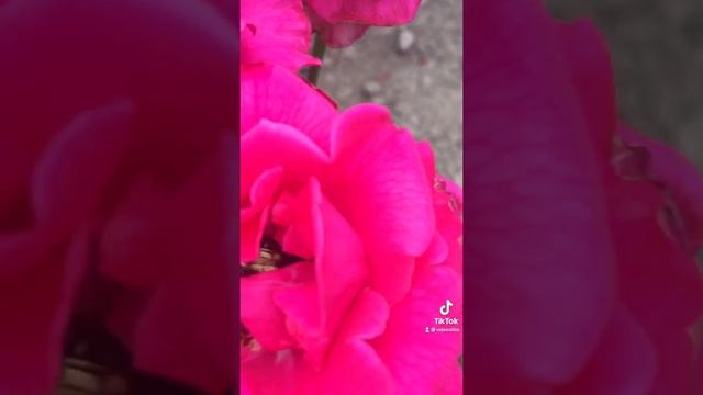 Жук-Бронзовик на Розе )) #жук#розы #цветы #насекомое #природа смотреть онлайн