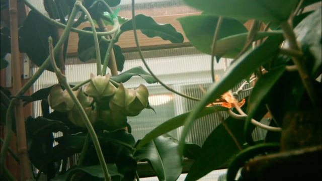 Hoya imperialis var rauschii TL Video III.wmv смотреть онлайн