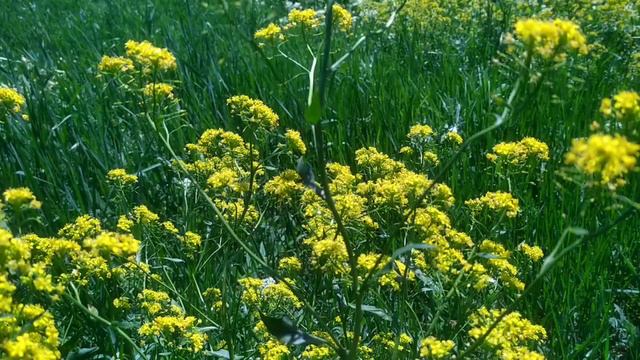 Старое русло реки Кубань смотреть онлайн
