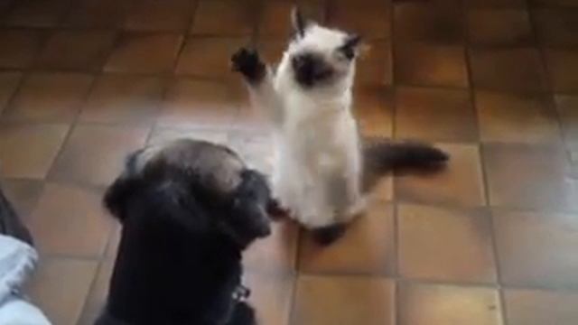 Thunder the Ragdoll kitten смотреть онлайн