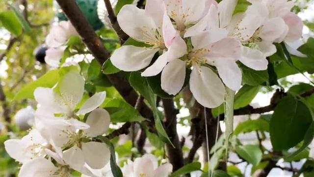 Our Golden Delicious Apple Tree is Blooming смотреть онлайн
