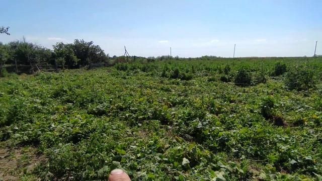 Как разместить правильно и выставить диагональ для будущей теплицы. смотреть онлайн