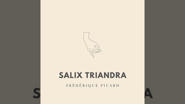Salix Triandra смотреть онлайн