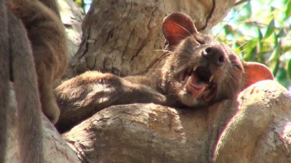 mating Fossa in Madagascar