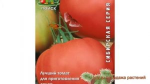 Томат обыкновенный Медовый (medovyy) ? томат Медовый обзор: как сажать семена томата Медовый